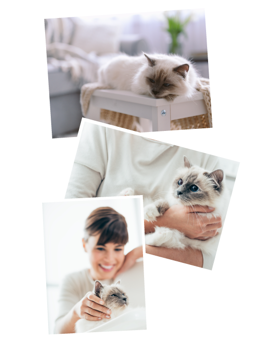Katzenbetreuung in Bielefeld Katzenbetreuung in Bielefeld