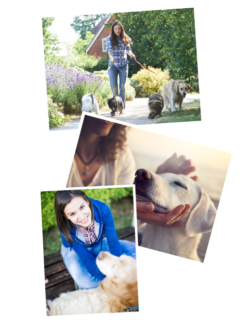 Hundebetreuung in Kiel Hundebetreuung in Kiel